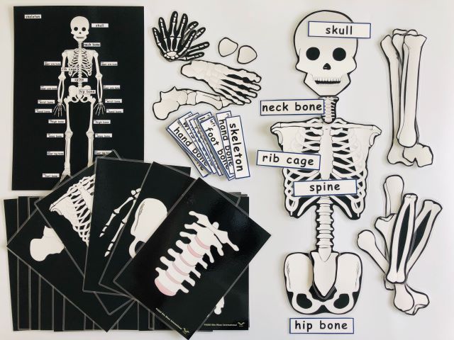 pic card_skeleton_A5
