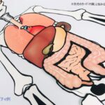 pic card_organs_A5_Japanese_laminated